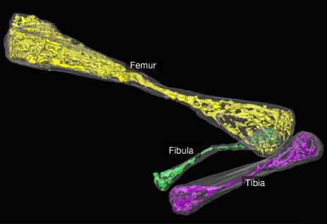 X-ray of bones (ESRF)