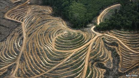 Land cleared for palm plantation