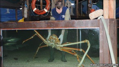 Crab Kong being placed in tank