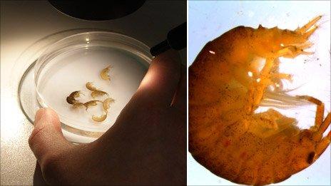 The shrimp being studied under a microscope and close-up