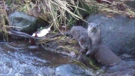 Otter and her baby (Pic: Gill Christie)