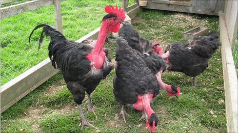 Transylvanian naked neck chickens (Pic: The Roslin Institute, University of Edinburgh)