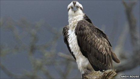 Male Osprey