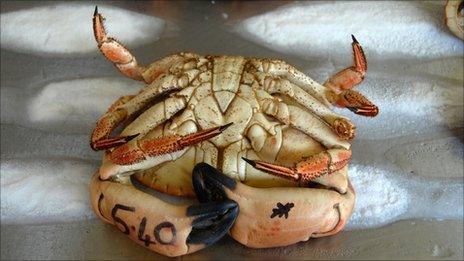 A crab