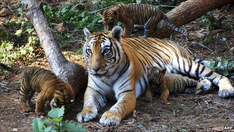 Tiger cubs play beside their mother at Assam State Zoo in Guwahati, India