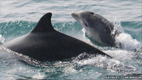 Mother dolphin with calf - photo by Cliff Benson of the Sea Trust