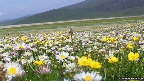 Machair on Western Isles