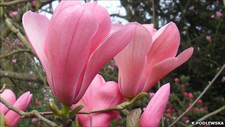 Magnolia sprengeri 'Diva' at the Westonbirt National Arboretum (Image: K.Podlewska/Forestry Commission)