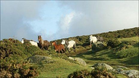 Carneddau mountain ponies