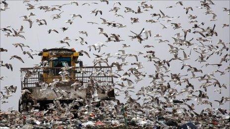 Gulls fly around as a bulldozer compacts freshly dumped rubbish at a landfill site in Gloucester