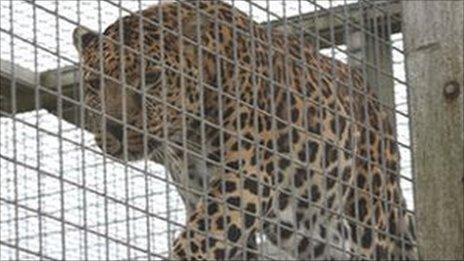 A leopard at Both Animalarium