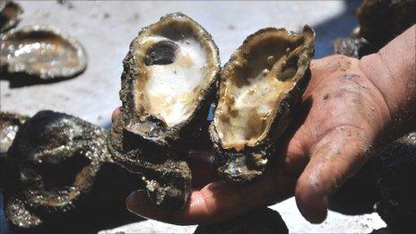 Dead oyster