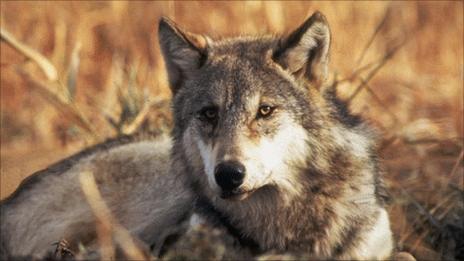 A grey wolf