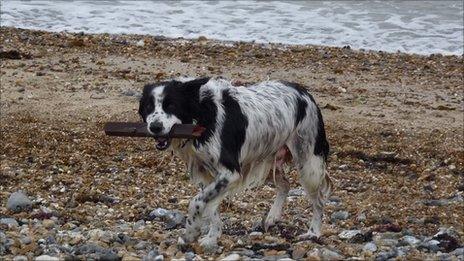 Dog on beach (Generic)