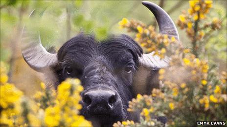 A buffalo at Cors Dyfi Nature Reserve