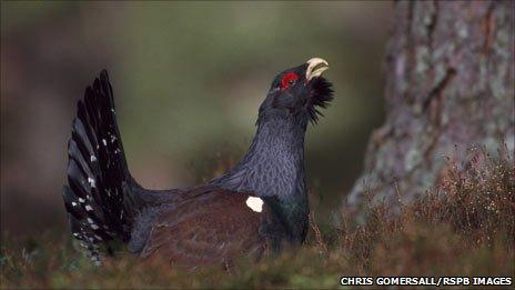 Capercaillie. Pic: Chris Gomersall/RSPB Images