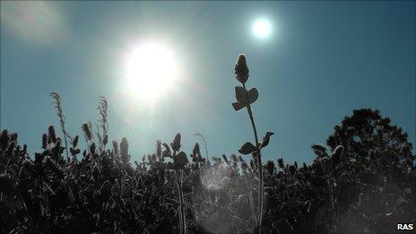 Black plants on a world with two suns