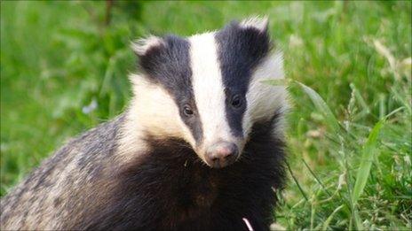 Badger