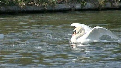 Mr Asbo, the Cambridge Swan