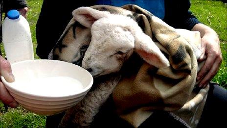 Rescued lamb