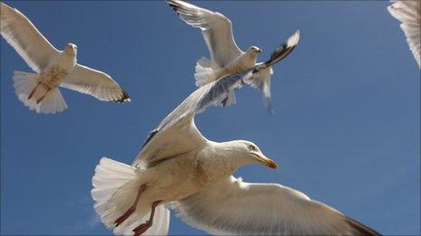 Seagulls in flight