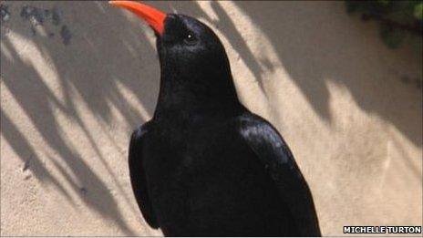 Chough. Pic: Michelle Turton