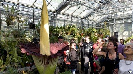 Visitors look at a blooming Titan Arum (Amorphophallus titanum), pictured in the botanical garden of the university of Basel, in Basel, Switzerland, 23 April 2011.