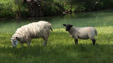 Sheep and lamb