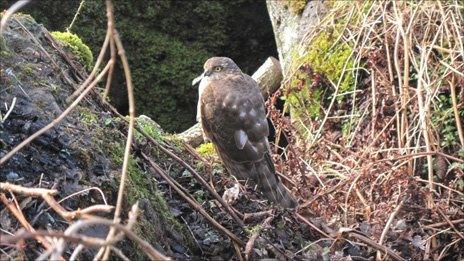 Sparrowhawk