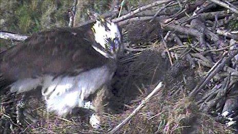 Osprey and egg are doing well