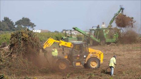 Gorse being cleared