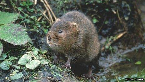 A water vole (generic)