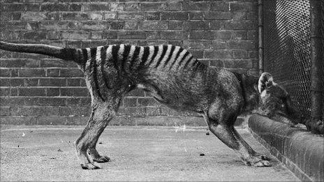 Thylacine