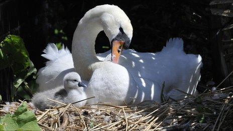 The first cygnet of 2011 to arrive at Abbotsbury Swannery, with its mother