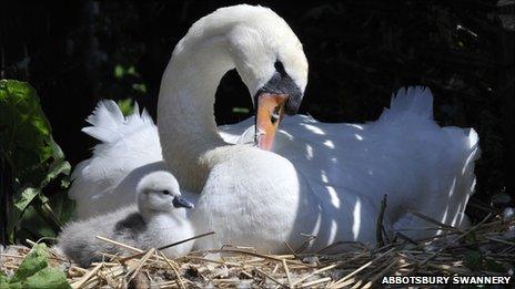 The first cygnet of 2011 to arrive at Abbotsbury Swannery, with its mother