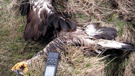 Dead golden eagle