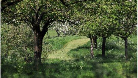 Apple Blossom Blooms At Glastonbury Abbey