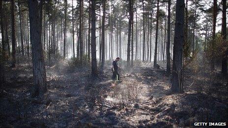 Swinley Forest in Berkshire after fire