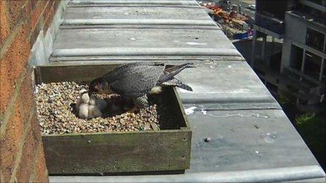 Peregrine falcon feeding chicks