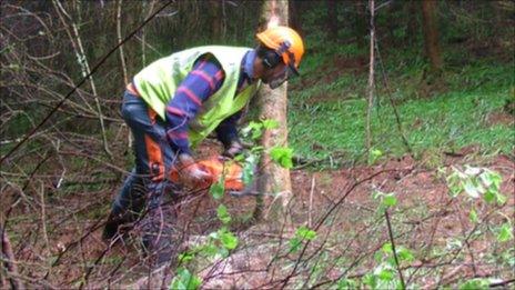 Tree felling