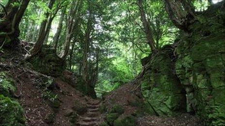 Puzzlewood in the Forest of Dean