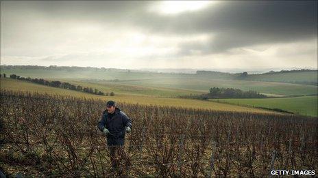 A vineyard in Hampshire