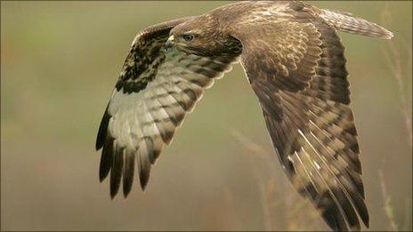 Buzzard in flight