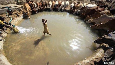 A boy stands as cattle drink water around him in Kadogli, South Kordofan State on 4 May 2011