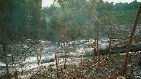 Rainforest slash and burn agriculture AFP/Getty