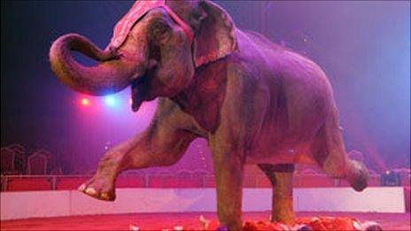 Elephant performing in circus