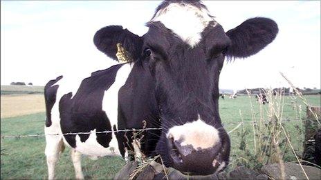 Cow