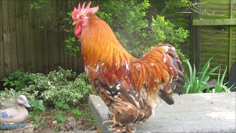 Barry the cockerel