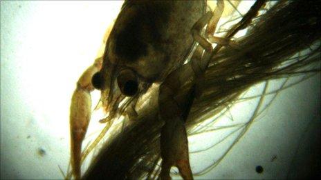 A white clawed crayfish, picture taken using a microscope