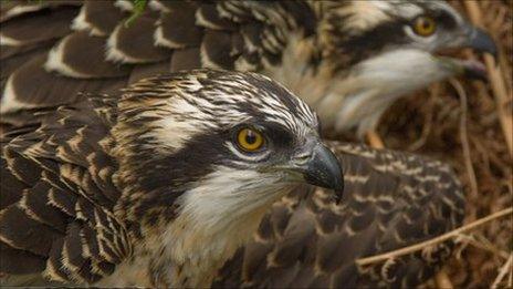 Osprey chicks